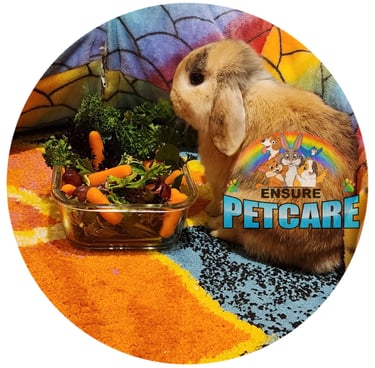 Ensure Pet Care dog walking ,bunny boarding