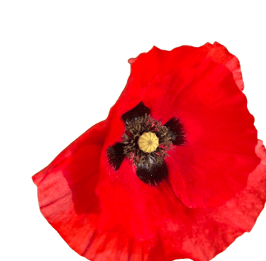 Coquelicot