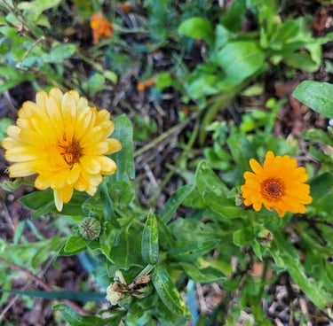 calendulas soucis oranges