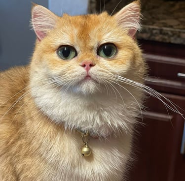 a cat with a collared collar and a collared collared cat www.prettybrity.com