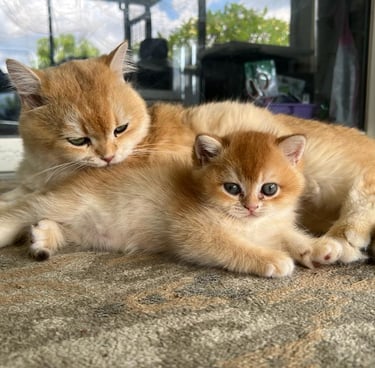 two kittenpies are sitting on the floor www.prettybrity.com