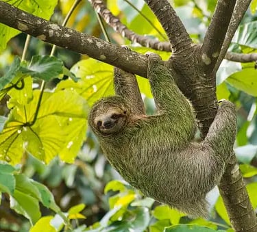 a sloth hanging from a tree