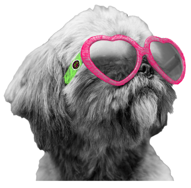 Foto Preta e branca com Cachorro de óculos escuros, os oculos sao pintados nas cores rosa e verde