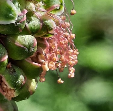 kleine Pimpinelle