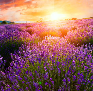 Vibrant lavender field glowing under a bright golden hour sunset. Fresh floral aesthetic.