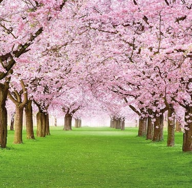 A gorgeous path lined with blossoming pink cherry blossom trees over a lush green grassy lawn on a sunny day.