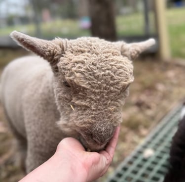 hand feeding baby doll sheep