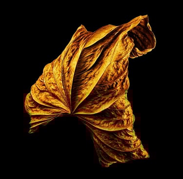 Golden Leaf, Floating leaf, Fine Art Print, 