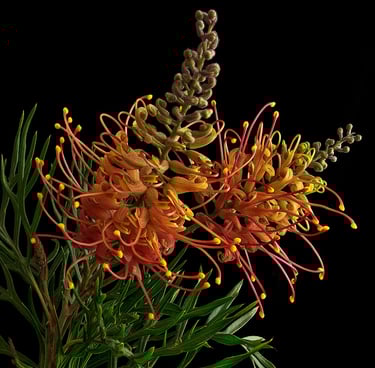 grevillea flower, yellow colour, still life, Floral print