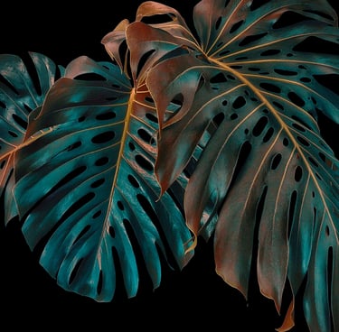a picture of Monstera Plant, close up, beautiful colours and leaves, Deliciousa Monstera Plant
