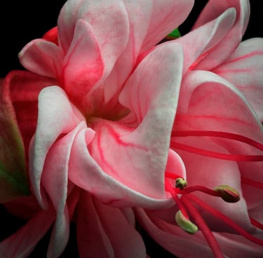 Still Life Photo,  close up of a pink Fuchsia 