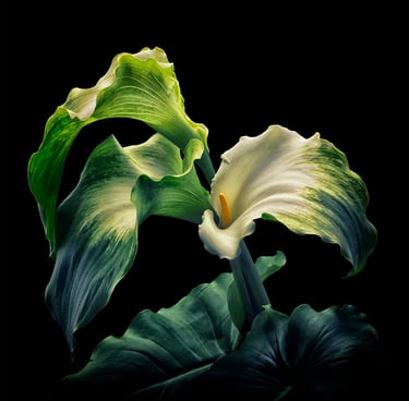 picture of beautiful lily, green goddess, still life