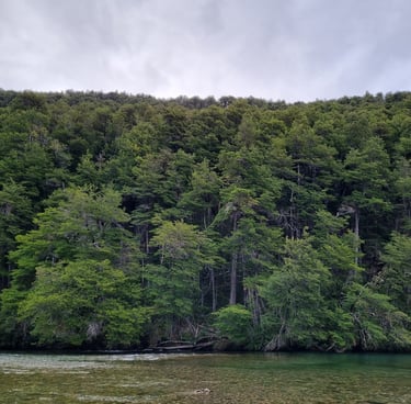 Bosque patagónico