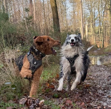 buddy doggy - dog walking - promenade chiens - bruxelles 