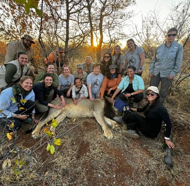 Students posing next to an immobilized male lion
