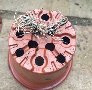underside of a plant pot showing plant roots