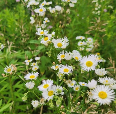 a bunch of white flowers in a field