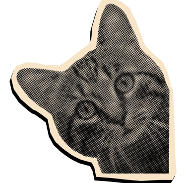 Gato