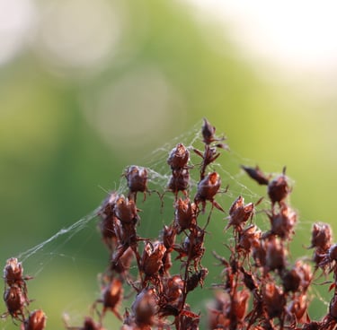 recherche d'installateur de poêle, tubage, conduit de fumée 