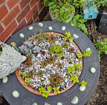 Sempervivium in a firepit thrown in the back street