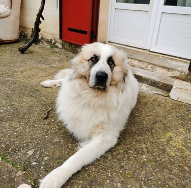 Manipulations ostéopathiques sur les chiens