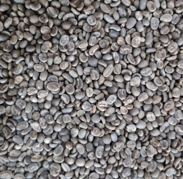 Arabica Indonesia Gayo G1 green coffee beans – wet-hulled, 60 kg jute bag, notes of berry, sugar can