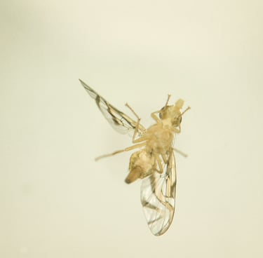 fotografia de mosca. especie anastrepha obliqua