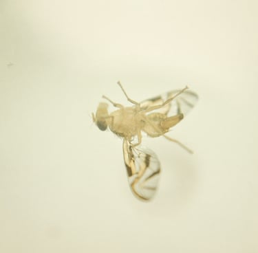 fotografia de mosca. especie anastrepha obliqua