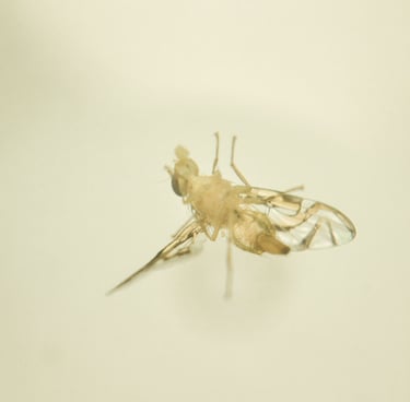 fotografia de mosca. especie anastrepha obliqua