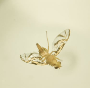 fotografia de mosca. especie anastrepha obliqua