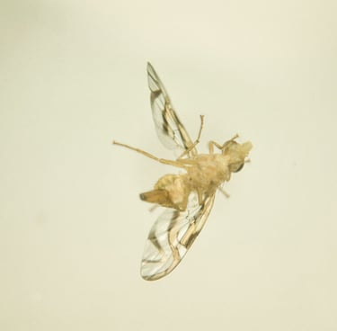 fotografia de mosca. especie anastrepha obliqua