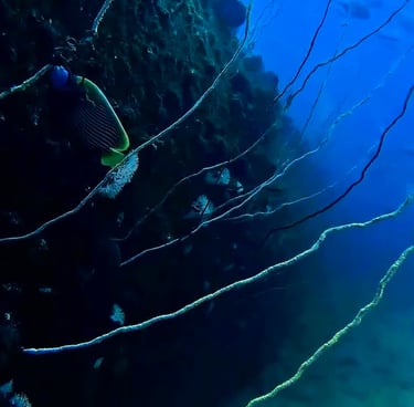 An Emperor Angelfish swims among whip corals on a dark underwater reef wall in deep blue ocean water.