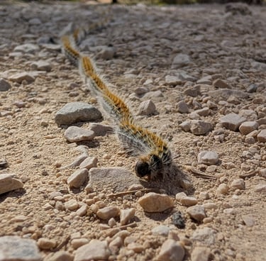 Chenilles processionnaires 