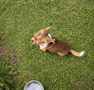AKC Louisiana Chihuahua male Buddy, chocolate and white coat, sitting in grass with red harness.