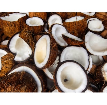 Coconut - WEARE OCEAN EXPORT