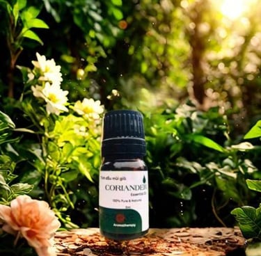tinh dầu Mùi Già Karose, 老芫荽精油, Coriander Seed Essential Oil
