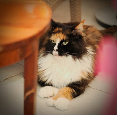 polydactyle pattes avants et pattes arrieres