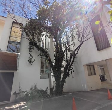 Árbol infestado de muerdago o enredaderas 