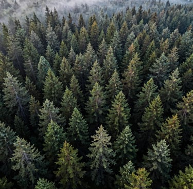 An aerial wide-angle shot of a vast North American evergreen forest canopy, misty morning air, cool tones of dark green and sage, modern and serene nature photography.