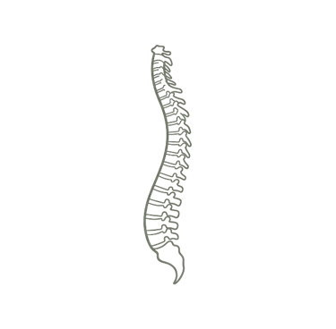 Anatomical illustration of a human spine representing postural health and alignment.