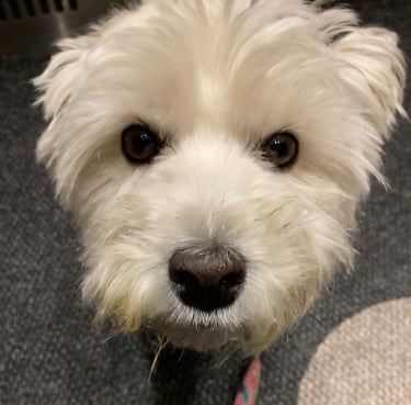 A white dog sitting