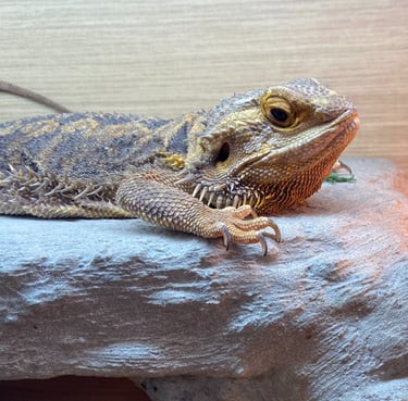 Two lizards are sitting on a rock formation