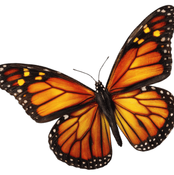 The Monarch symbolizes transformation and rebirth