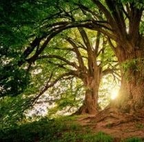 Grand arbre majestueux baigné de lumière, symbole de reconstruction face aux TCA