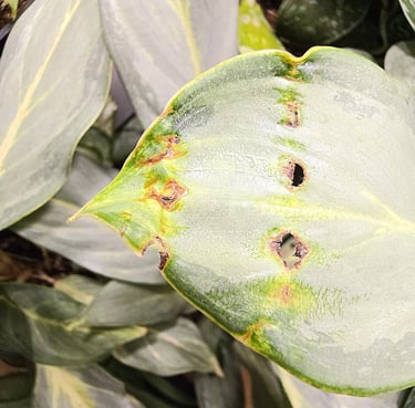 Holes in Aglaonema Ghost leaves