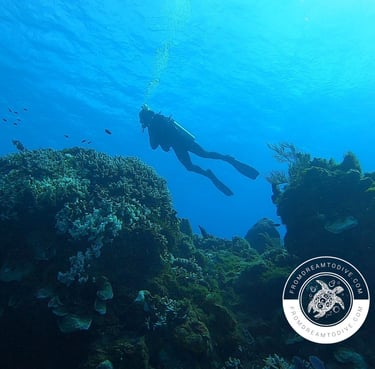 Learn scuba diving with our certified instructors, ensuring safety and fun in every lesson.