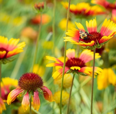 a bee on a flowery field with a bee on it