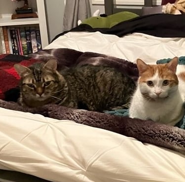 Two cats laying in a bed