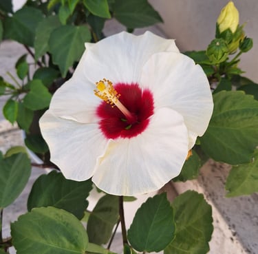a tropical white Crimsoneyed Rosemallow with a red middle
