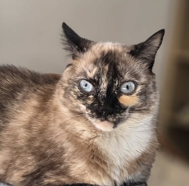 Chat dans une clinique vétérinaire à Varces